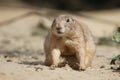 Prairie dog, sitting