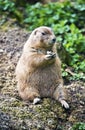 Prairie dog sitting and keeping food in forelegs Royalty Free Stock Photo