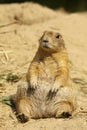 Prairie dog sitting in the sand