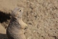 Prairie Dog sitting up, being alert