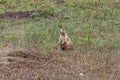 Prairie dog sitting upright