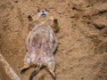 Prairie Dog sleeping on the ground in the outdoor nature.Animal life Royalty Free Stock Photo