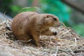 Prairie Dog Snacking on Crumbs While Sitting on Hay