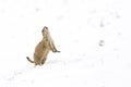 Prairie dog sounding alarm