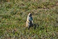 Prairie dog in South Dakota, USA Royalty Free Stock Photo