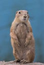 Prairie Dog standing against muted blue background portrait Royalty Free Stock Photo