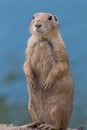 Prairie Dog standing against muted blue background portrait Royalty Free Stock Photo