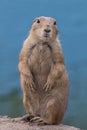 Prairie Dog standing against muted blue background portrait Royalty Free Stock Photo