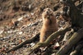 Prairie dog Royalty Free Stock Photo