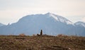 Prairie dog standing in Colorado Royalty Free Stock Photo