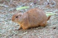 Profile of a prairie dog on dirt with hay