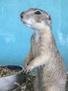 Prairie dog standing with food Royalty Free Stock Photo