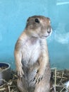 Prairie dog standing with food Royalty Free Stock Photo