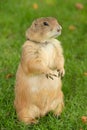 Prairie Dog standing in Green Grass Royalty Free Stock Photo