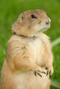 Prairie Dog standing in Green Grass Royalty Free Stock Photo