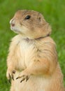 Prairie Dog standing in Green Grass Royalty Free Stock Photo