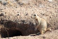 Prairie Dog Standing by it's Burrow