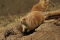 Prairie dog standing on top of burrow Royalty Free Stock Photo