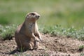 Prairie dog standing up Royalty Free Stock Photo