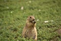 Prairie Dog Standing Up and Having a Snack Royalty Free Stock Photo