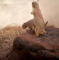 Prairie dog standing upright, blurred background Royalty Free Stock Photo