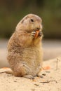 Prairie dog standing upright and eating a carrot