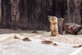 Prairie dog standing upright. on the ground Summer Royalty Free Stock Photo