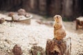 Prairie dog standing upright on the ground. Summer Royalty Free Stock Photo