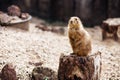 Prairie dog standing upright on the ground. Summer Royalty Free Stock Photo