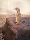 Prairie dog standing upright Royalty Free Stock Photo