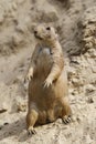 A prairie dog, standing upright Royalty Free Stock Photo