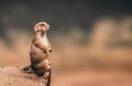 Prairie dog standing on wooden log and copyspace background. Royalty Free Stock Photo