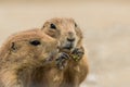 Prairie dog tries to get snack from another Royalty Free Stock Photo