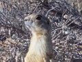 Prairie Dog Trying to Blend In Royalty Free Stock Photo