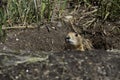 Prairie dog, USA Royalty Free Stock Photo