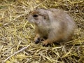 Prairie Dog Royalty Free Stock Photo