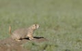 Prairie dog on watch at burrow