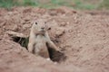 A prairie dog watches potential predators from its hole