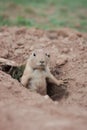 A prairie dog watches potential predators from its hole