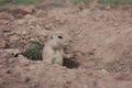 A prairie dog watches potential predators from its hole
