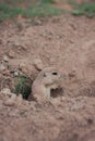 A prairie dog watches potential predators from its hole
