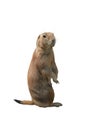 Prairie dog Royalty Free Stock Photo