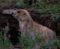 Prairie Dog and Wildflowers in the state of Montana