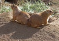 Prairie Dogs Royalty Free Stock Photo