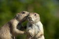 Prairie dogs Royalty Free Stock Photo