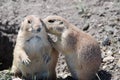 Prairie dogs