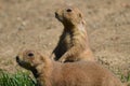 Prairie dogs Royalty Free Stock Photo