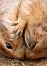 Prairie Dogs Royalty Free Stock Photo