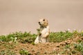 Prairie dogs Royalty Free Stock Photo