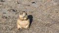 Prairie Dogs of the Badlands